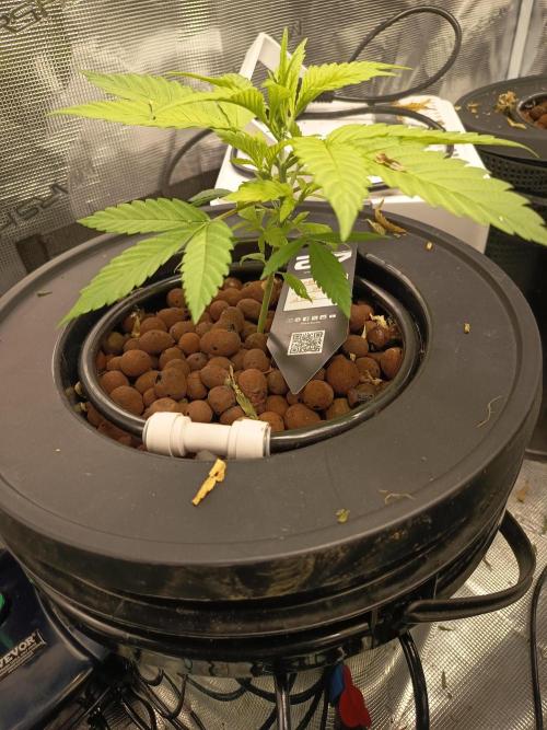 Gorilla Z Auto. Week 5