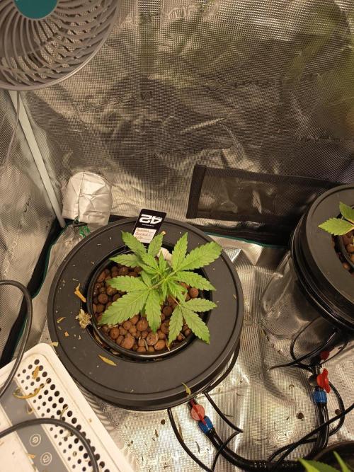 Tropicana Cookies Auto. Week 5