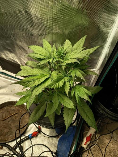 Frostbanger Auto. Week 6