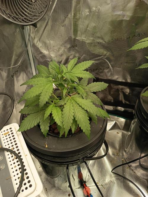 Tropicana Cookies Auto. Week 6