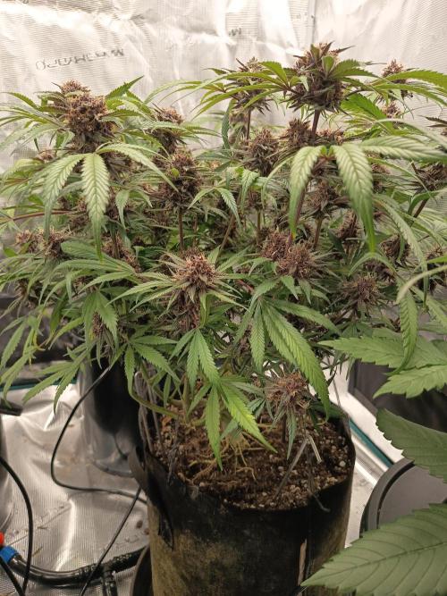 Diablo rojo-Sweet Seeds. Week 14