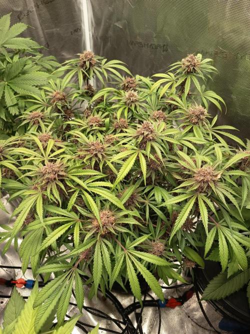 Diablo Rojo XL Auto. Week 14