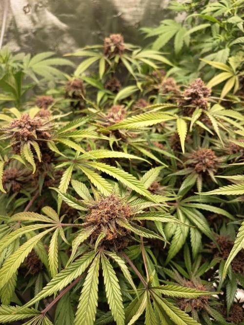 Diablo rojo-Sweet Seeds. Week 15