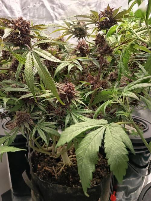 Diablo rojo-Sweet Seeds. Week 15
