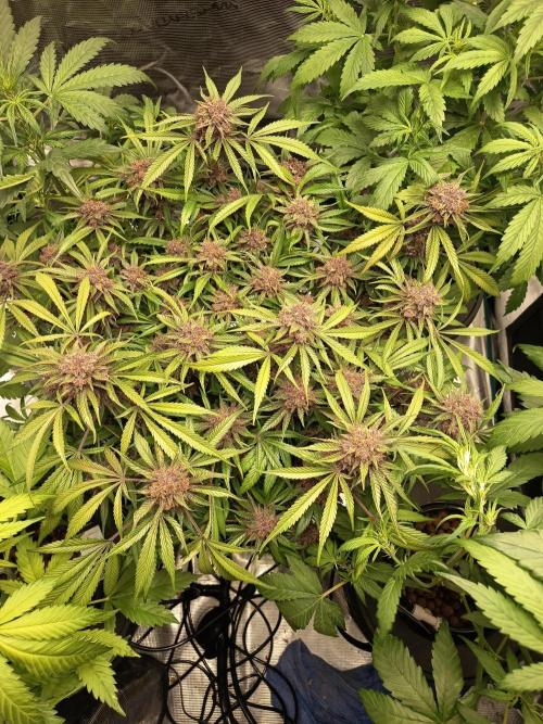 Diablo Rojo XL Auto. Week 15