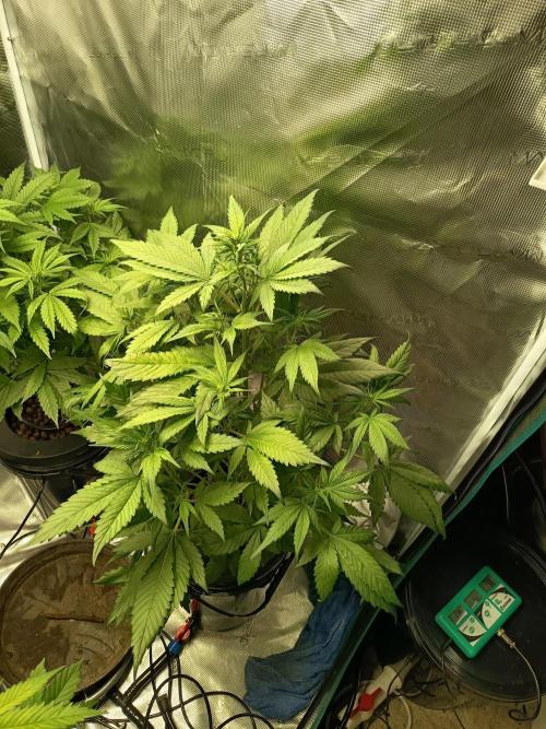 Frostbanger Auto. Week 7