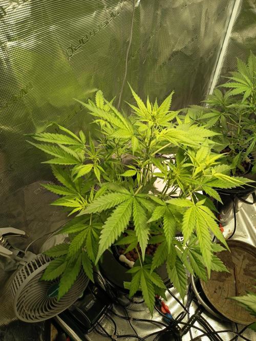 Gorilla Z Auto. Week 7