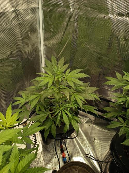 Tropicana Cookies Auto. Week 7