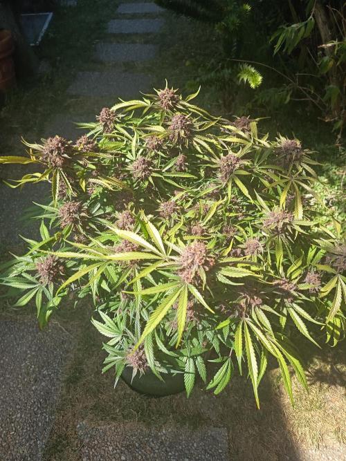 Diablo rojo-Sweet Seeds. Week 16
