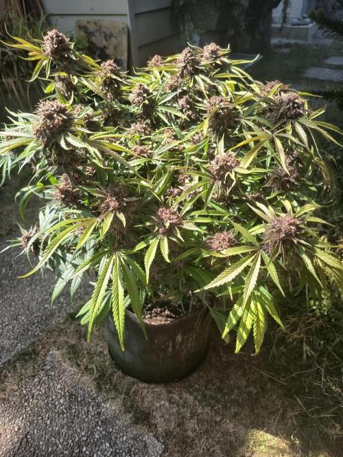 Diablo rojo-Sweet Seeds. Week 16