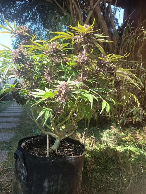 Diablo rojo-Sweet Seeds. Week 16
