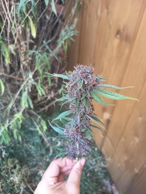 Diablo rojo-Sweet Seeds. Week 16