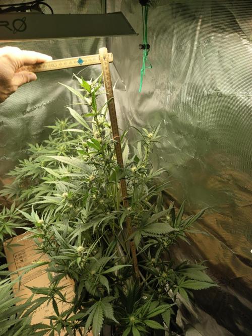Frostbanger F4 Auto. Week 8