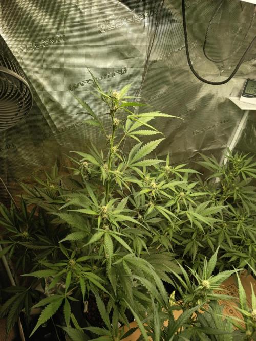 Gorilla Z Auto. Week 8
