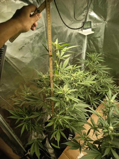 Gorilla Z Auto. Week 8