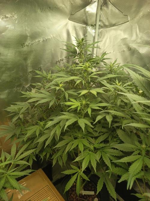 Blueberry Dreams Auto. Week 8