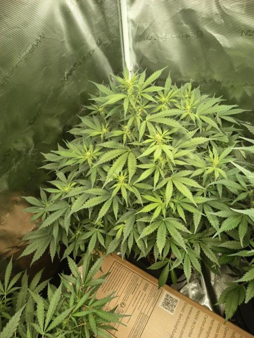 Blueberry Dreams Auto. Week 8