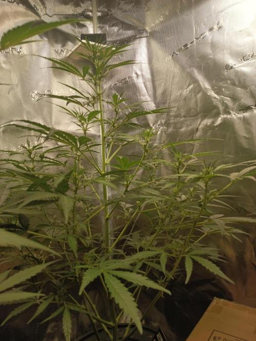 Tropicana Cookies Auto. Week 8
