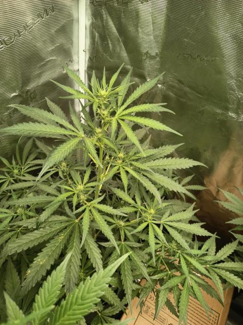 Tropicana Cookies Auto. Week 8