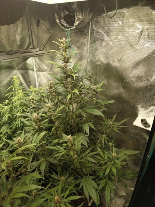 Frostbanger F4 Auto. Week 9