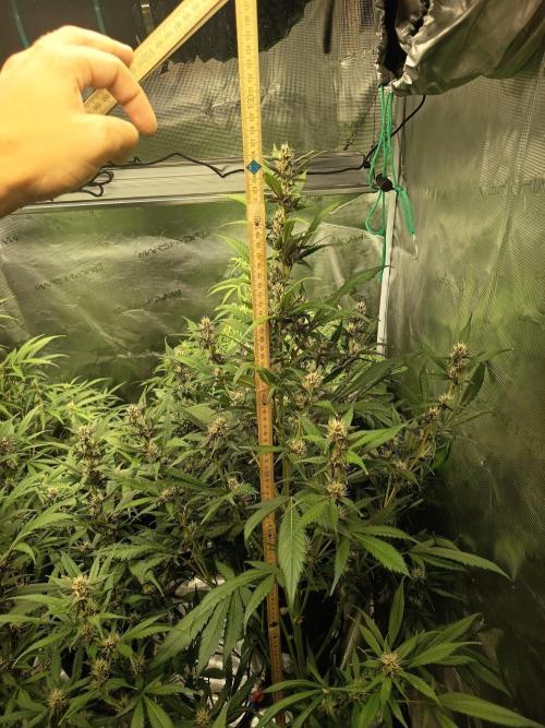 Frostbanger F4 Auto. Week 9