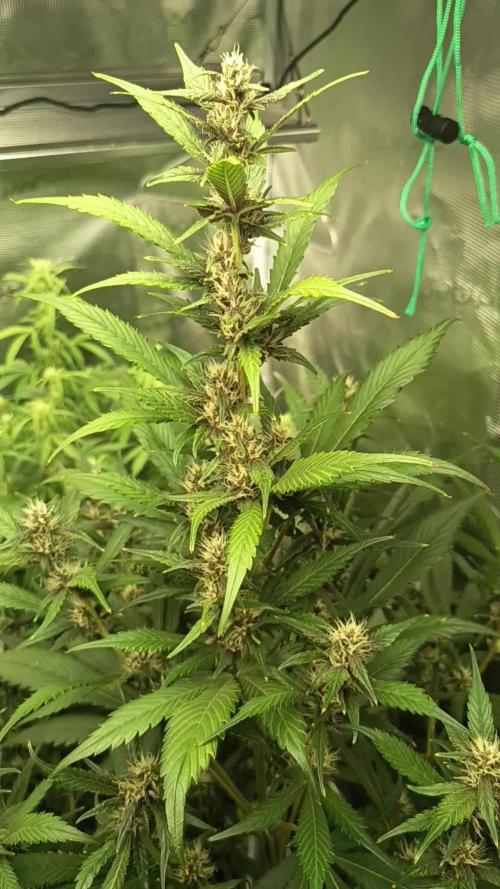 Frostbanger F4 Auto