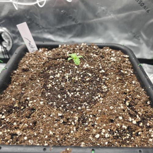 Dankie Run #1 – Fruity Syndicate 🍓. Week 0