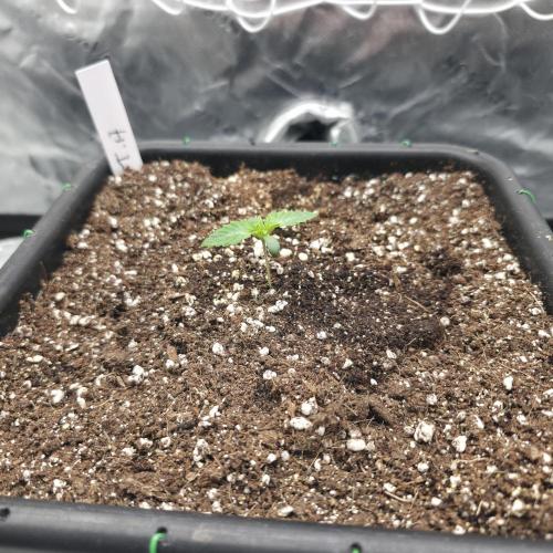 Dankie Run #1 – Fruity Syndicate 🍓. Week 0