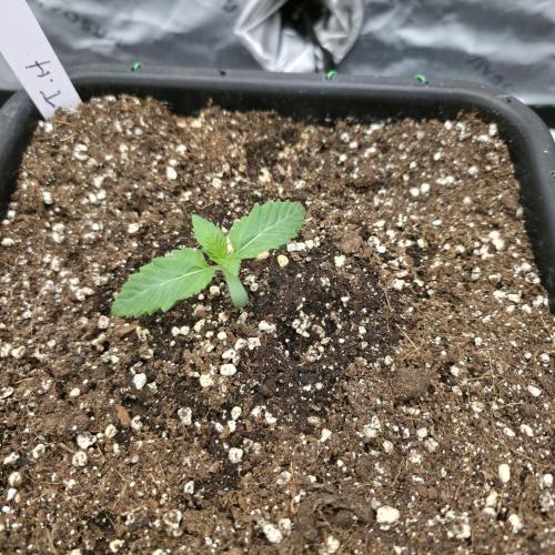 Dankie Run #1 – Fruity Syndicate 🍓. Week 1 - Pure Runtz Day #1
17.11.2025