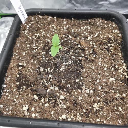 Dankie Run #1 – Fruity Syndicate 🍓. Week 1 - Strawberry Poprocks Day #1 17.11.2025