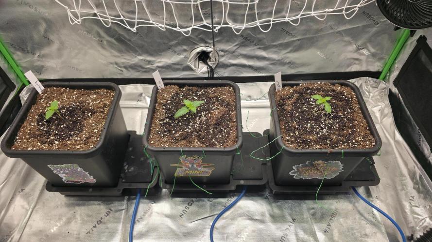 Dankie Run #1 – Fruity Syndicate 🍓. Week 1 - Day #1 17.11.2025