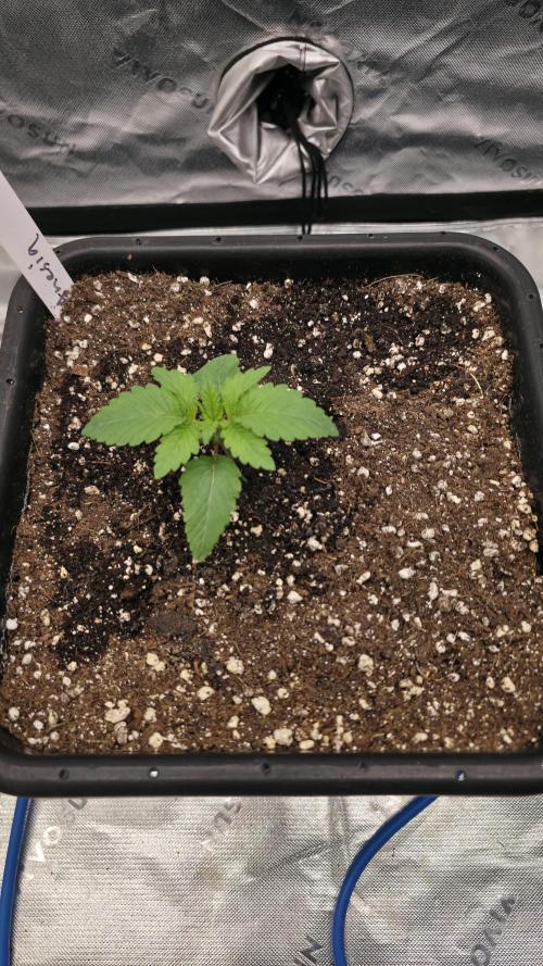 Dankie Run #1 – Fruity Syndicate 🍓. Week 1 - Strawberry Poprocks Day #5

22.11.2025