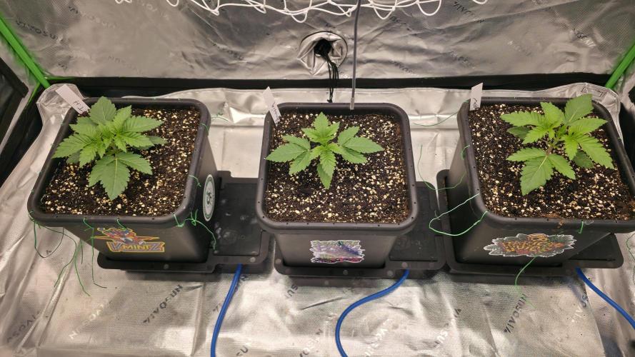 Dankie Run #1 – Fruity Syndicate 🍓. Week 2 - #Week 2, Day 1