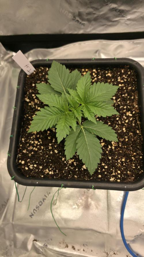 Dankie Run #1 – Fruity Syndicate 🍓. Week 2 - Pure Runtz
#Week 2, Day 1