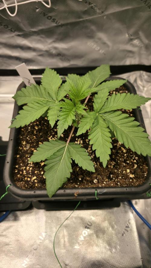 Dankie Run #1 – Fruity Syndicate 🍓. Week 2 - Radical Juice
#Week 2, Day 4