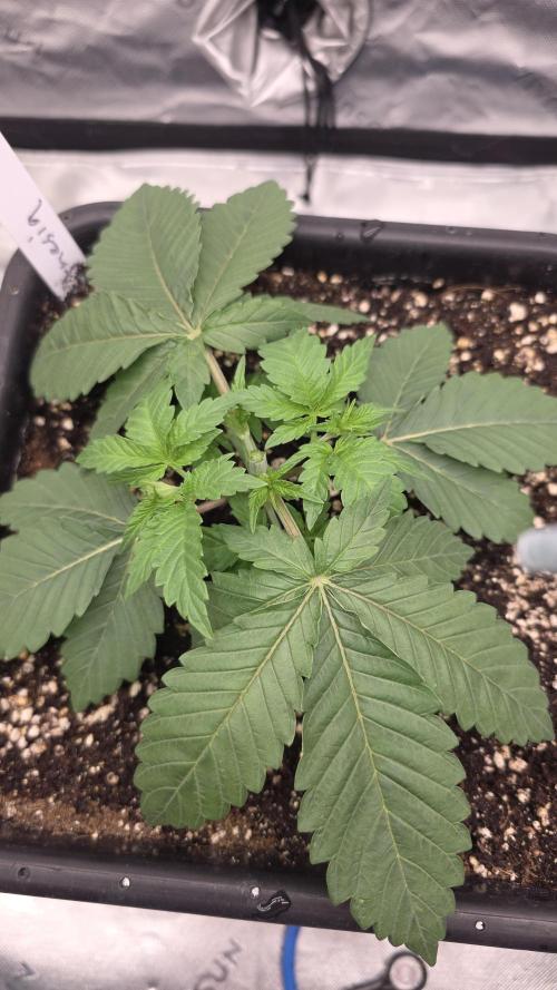 Dankie Run #1 – Fruity Syndicate 🍓. Week 3