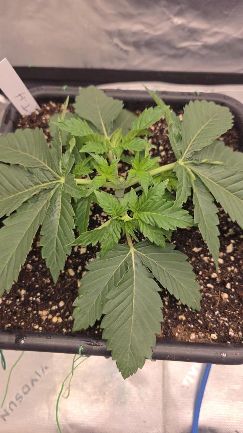 Dankie Run #1 – Fruity Syndicate 🍓. Week 3