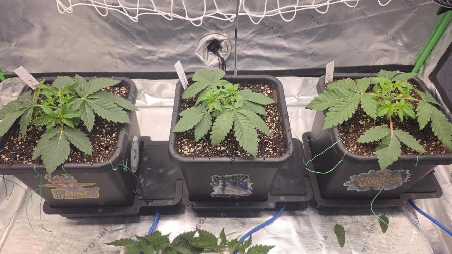 Dankie Run #1 – Fruity Syndicate 🍓. Week 3