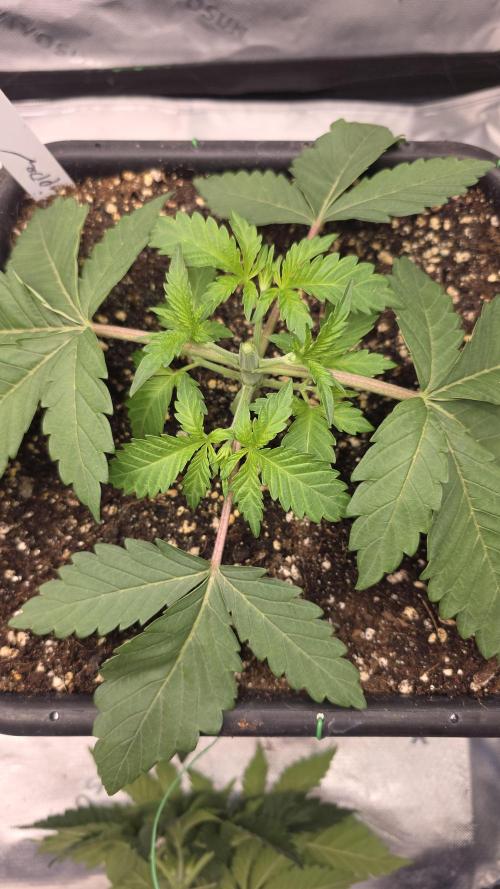 Dankie Run #1 – Fruity Syndicate 🍓. Week 3