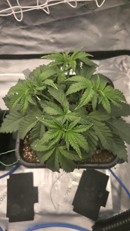 Dankie Run #1 – Fruity Syndicate 🍓. Week 3