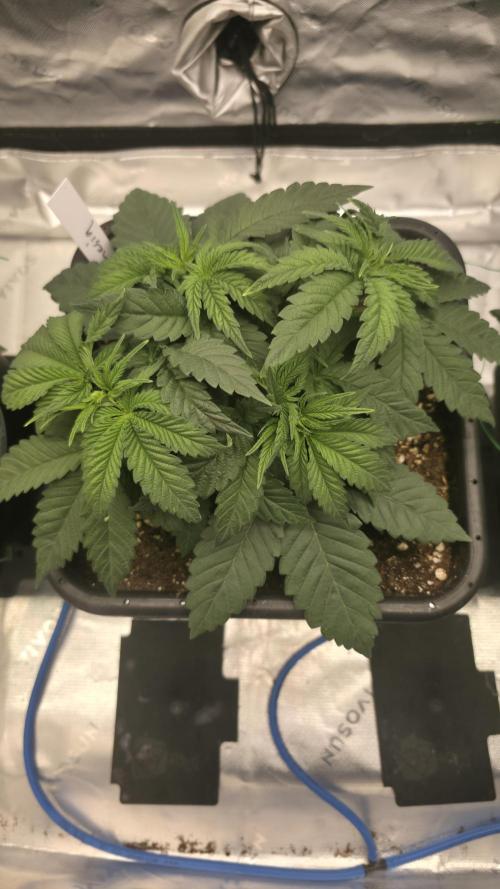Dankie Run #1 – Fruity Syndicate 🍓. Week 3