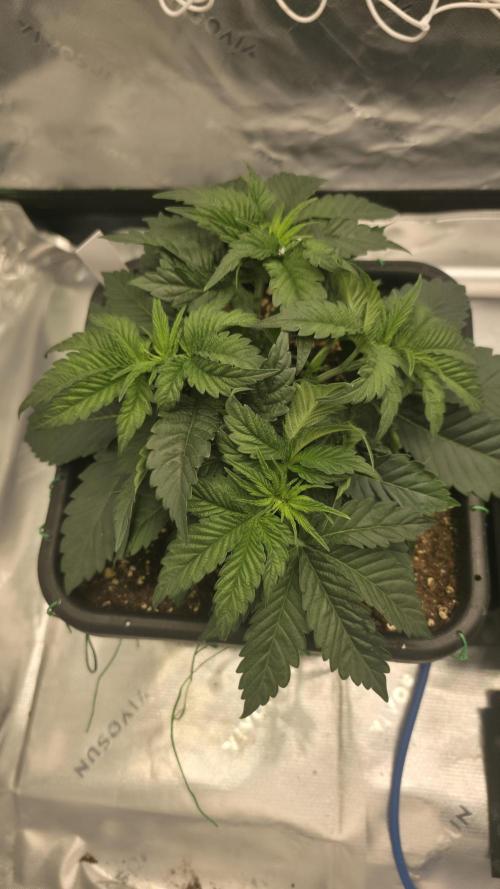 Dankie Run #1 – Fruity Syndicate 🍓. Week 3