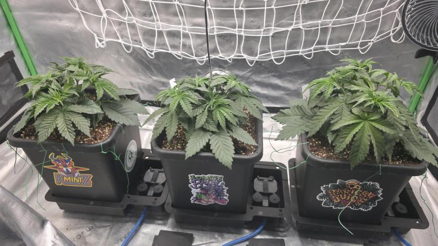 Dankie Run #1 – Fruity Syndicate 🍓. Week 3