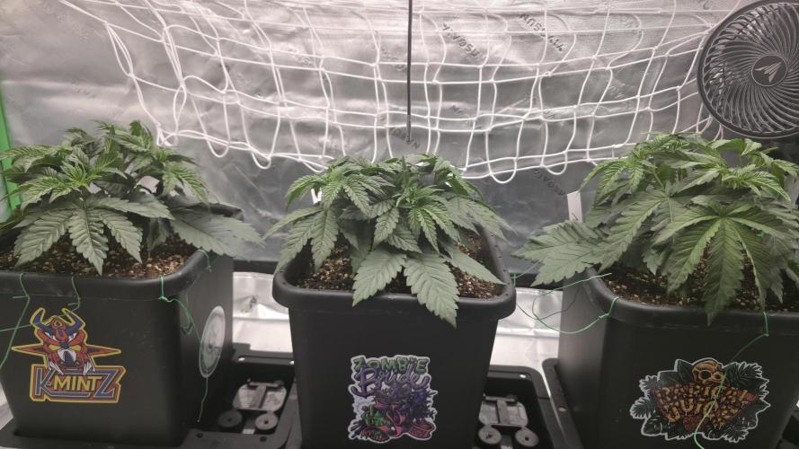 Dankie Run #1 – Fruity Syndicate 🍓. Week 3