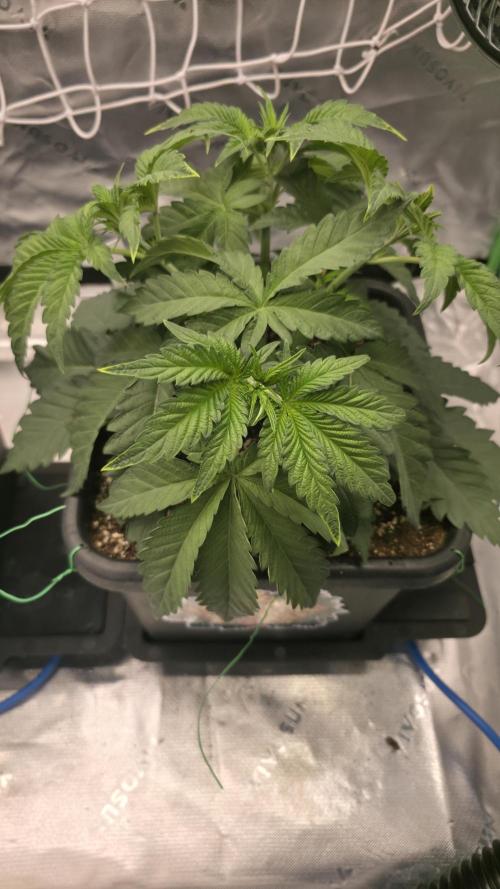 Dankie Run #1 – Fruity Syndicate 🍓. Week 4 - Radical Juice
#Week 4, Day 1