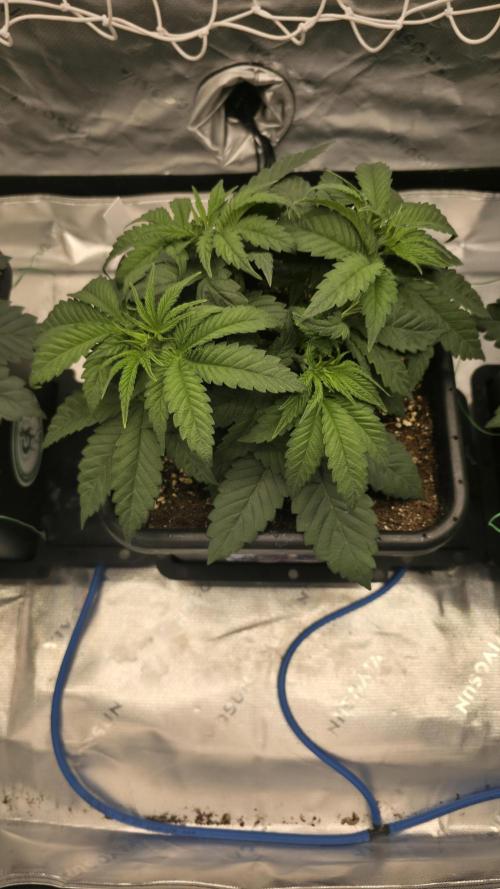 Dankie Run #1 – Fruity Syndicate 🍓. Week 4 - Strawberry Poprocks
#Week 4, Day 1