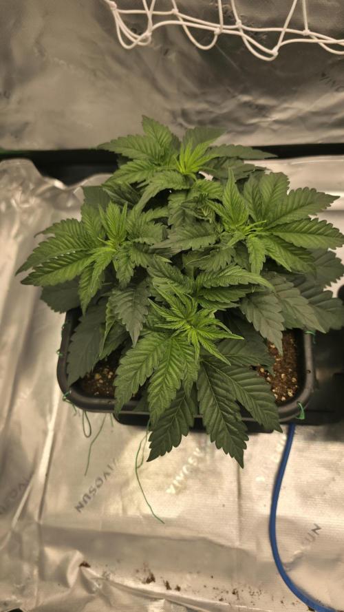 Dankie Run #1 – Fruity Syndicate 🍓. Week 4 - Pure Runtz
#Week 4, Day 1
