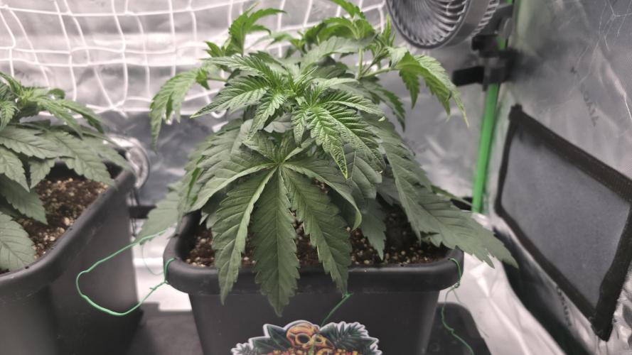 Dankie Run #1 – Fruity Syndicate 🍓. Week 4 - Radical Juice
#Week 4, Day 1