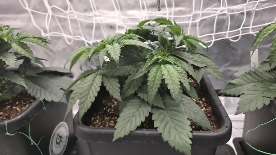 Dankie Run #1 – Fruity Syndicate 🍓. Week 4 - Strawberry Poprocks
#Week 4, Day 1