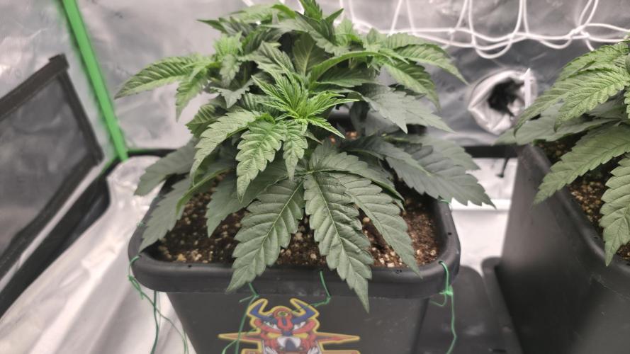 Dankie Run #1 – Fruity Syndicate 🍓. Week 4 - Pure Runtz
#Week 4, Day 1